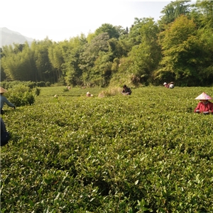 恨水茶業公司有機茶苗基地